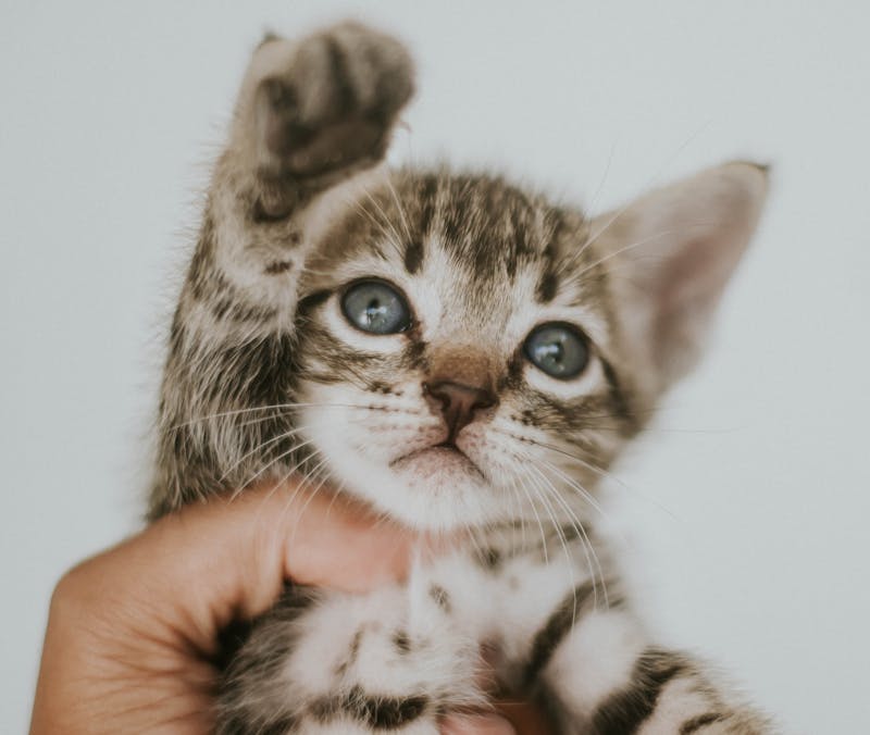 Kitten Photo