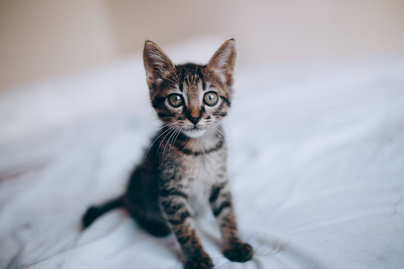 Kitten Photo