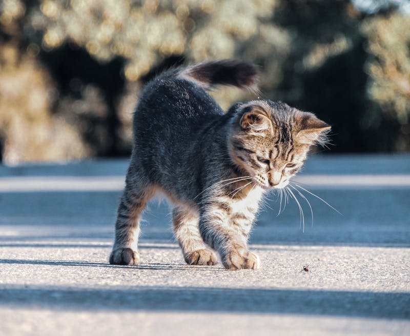 Kitten Photo